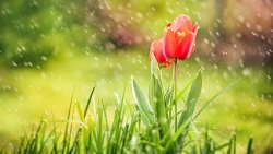 Beautiful Red Tulip and Rain
