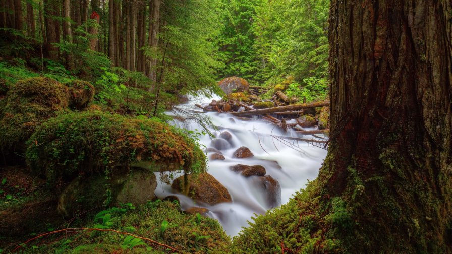 Beautiful River and Waterfall in the Old Dense Forest