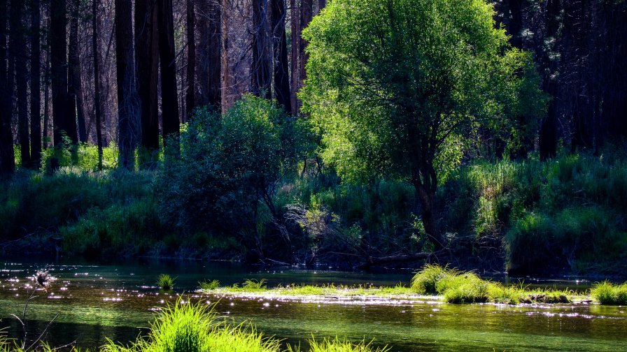 Beautiful River in Old Forest