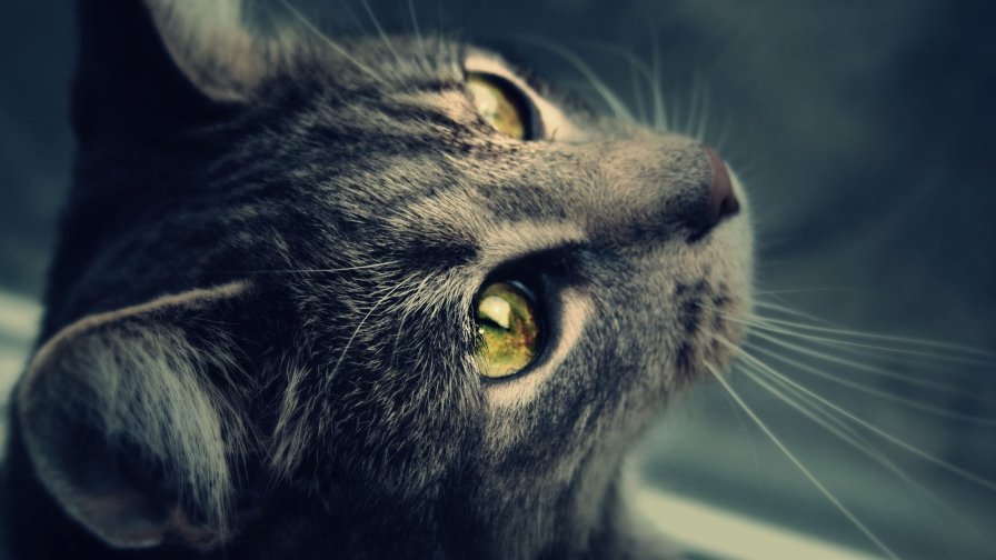 Beautiful Sad Black Cat with Yellow Eyes