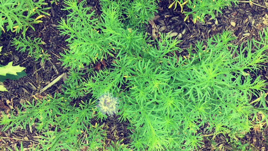 Beautiful Small Green Grass Close Up