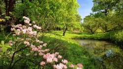 Beautiful Small Lake and Pink Flowers in the Spring Forest