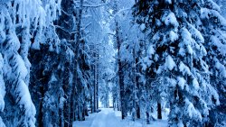 Beautiful Snow Covered Forest with Tall Trees