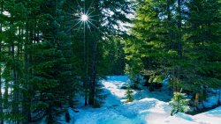 Beautiful Snowed Winter Pine Forest