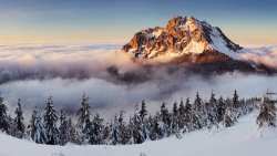 Beautiful Snowy Forest and Mountain Peak