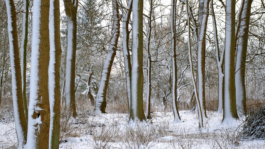 Beautiful Snowy Forest and Sunset