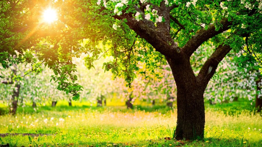 Beautiful Spring Apple Garden and Flowers on the Branches