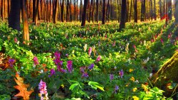 Beautiful Spring Forest Flowers and Grass