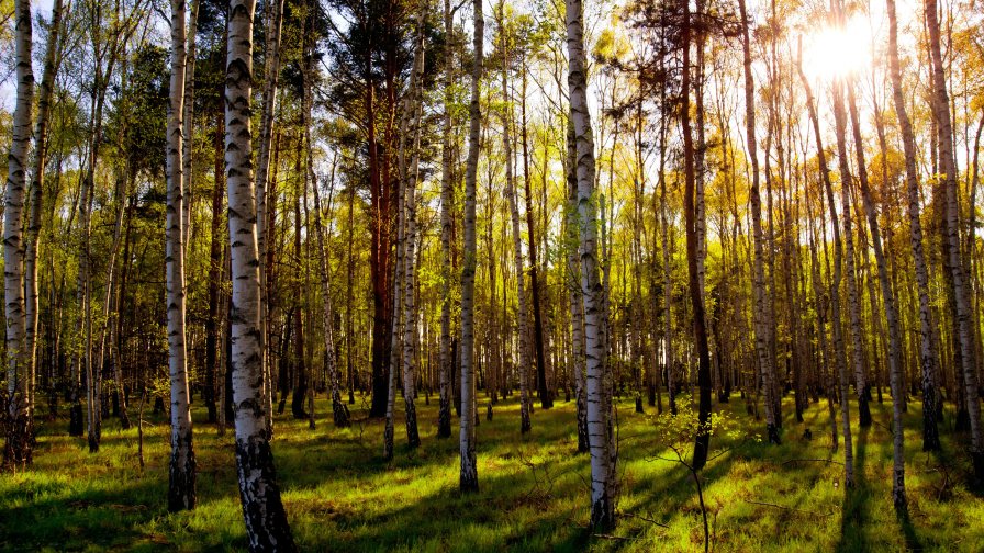 Beautiful Spring Forest and Sun Good Morning Trees