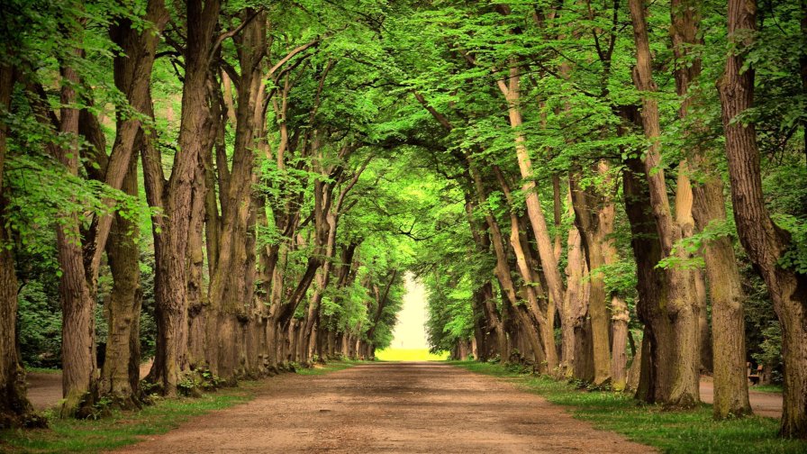 Beautiful Spring Green Garden and Road