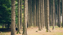 Beautiful Summer Forest Trees and Sand