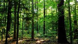 Beautiful Summer Forest and Motion Blur