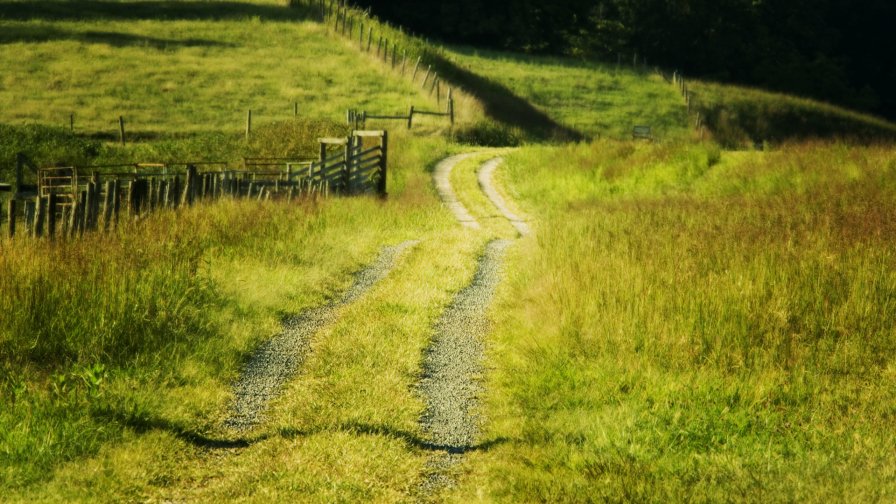 Beautiful Summer Road Fence and Forest