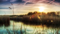 Beautiful Sunset Lake and Reeds