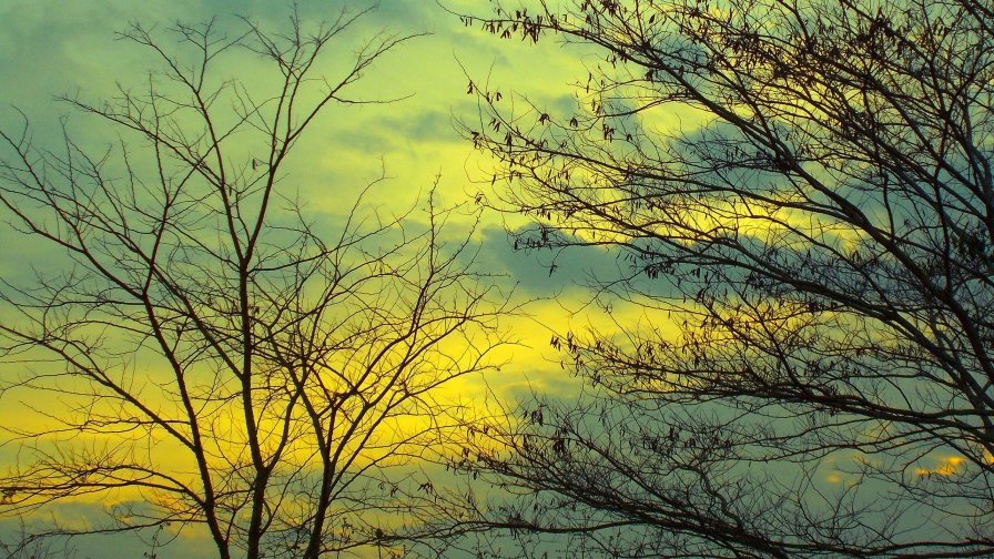 Beautiful Sunset and Forest Tree