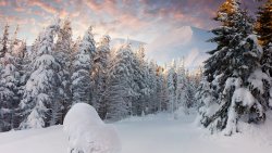 Beautiful Sunset in Winter Forest