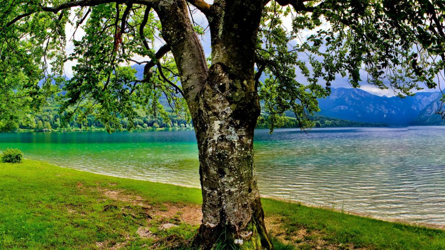 Beautiful Tree and Big Pure Lake