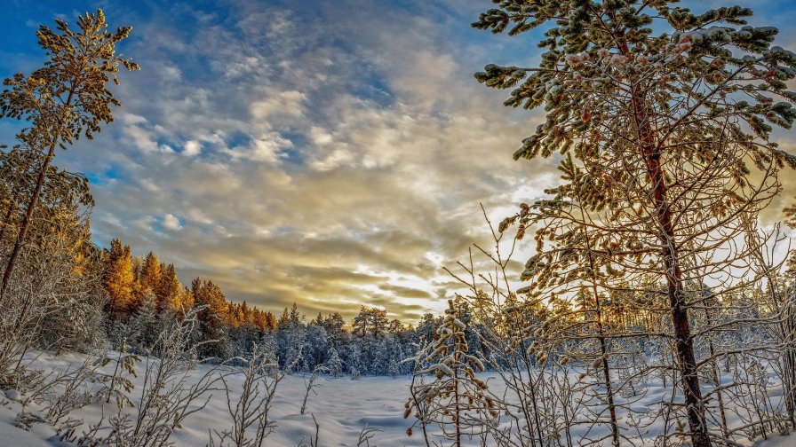 Beautiful Trees Snow and Clouds