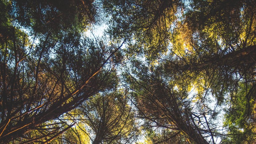 Beautiful Trees Tops Bottom View