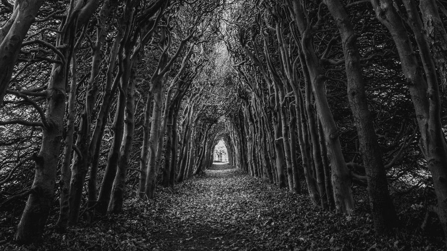 Beautiful Trees in Garden