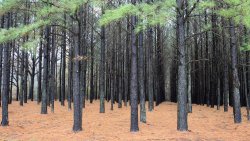 Beautiful Trees in Pine Forest