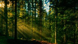 Beautiful Ukrainian Forest and Sunrays