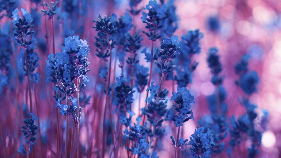 Beautiful Violet Lavender Flowers in the Garden