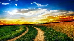 Beautiful Wheat Field in Ukraine and Wonderful Sunset