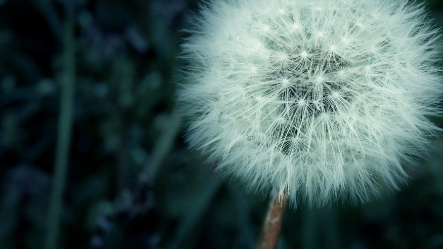 Beautiful White Dandelion