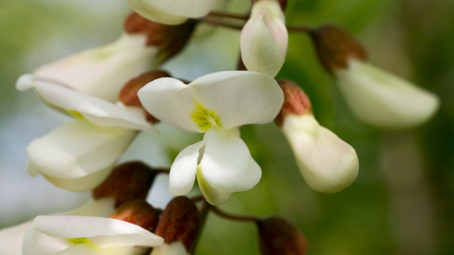 Beautiful White Flowers on the Branch