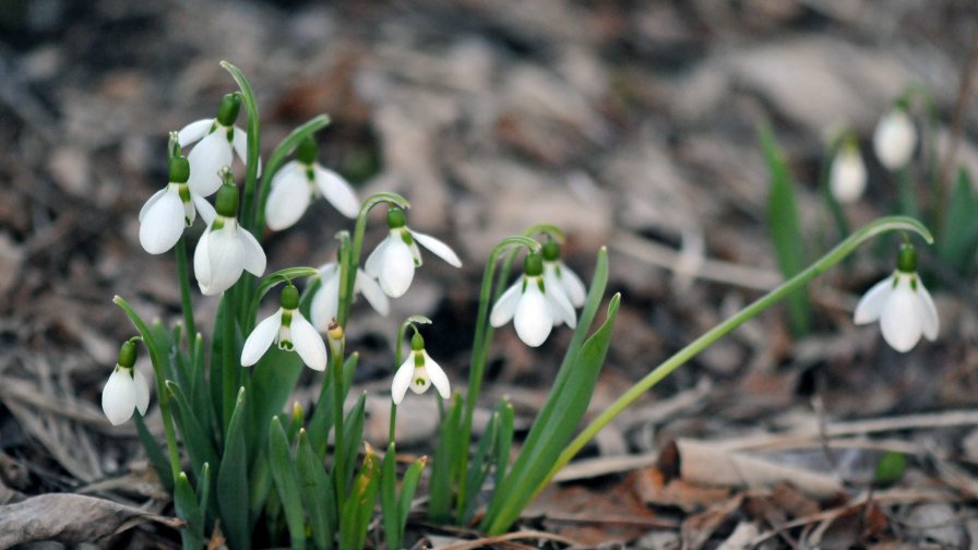 Beautiful White Snowdrops