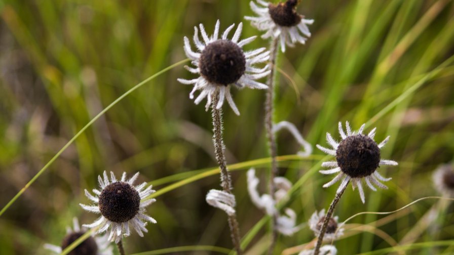 Beautiful White and Black Flowers Close Up