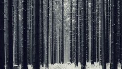 Beautiful Winter Forest