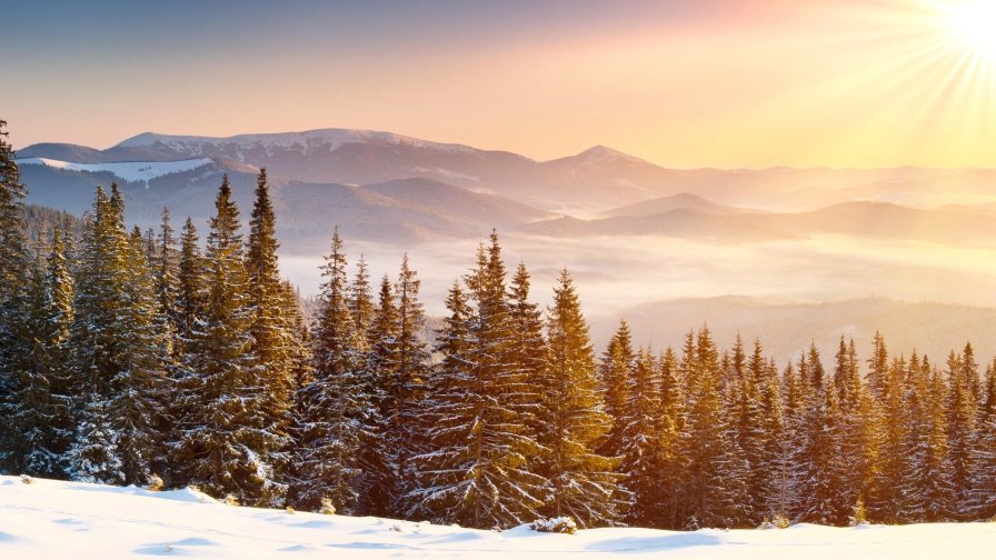 Beautiful Winter Forest Trees and Mountains Peaks