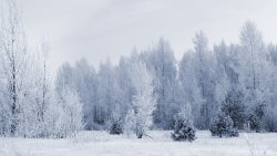 Beautiful Winter Forest and Field
