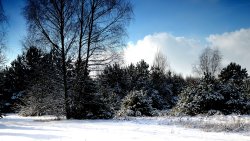 Beautiful Winter Forest and Nice Good Day