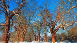 Beautiful Winter Forest and Road