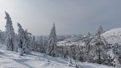 Beautiful Winter Spruce Forest