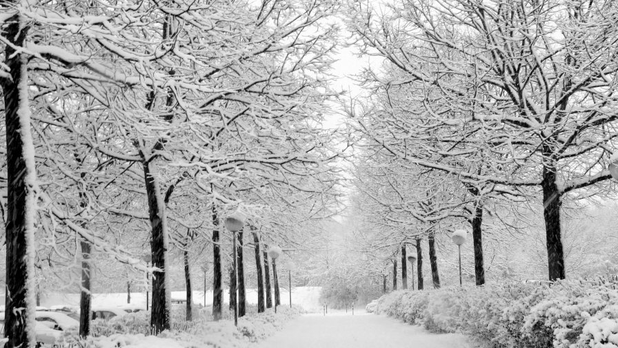 Beautiful Winter Street and Garden