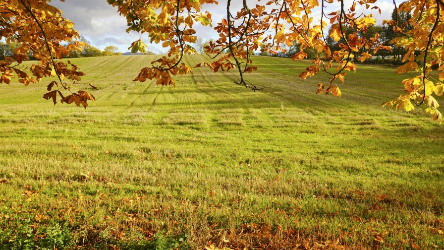 Beautiful Yellow Autumn Field and Trees