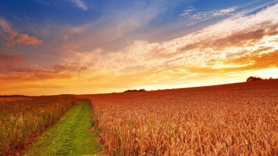 Beautiful Yellow Field with Wheat