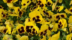 Beautiful Yellow Flowers Close Up