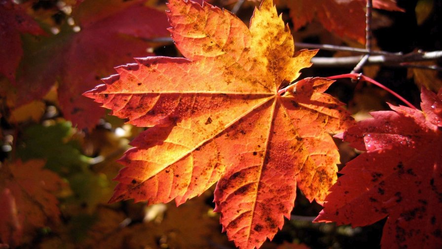 Beautiful Yellow Leaf Close Up