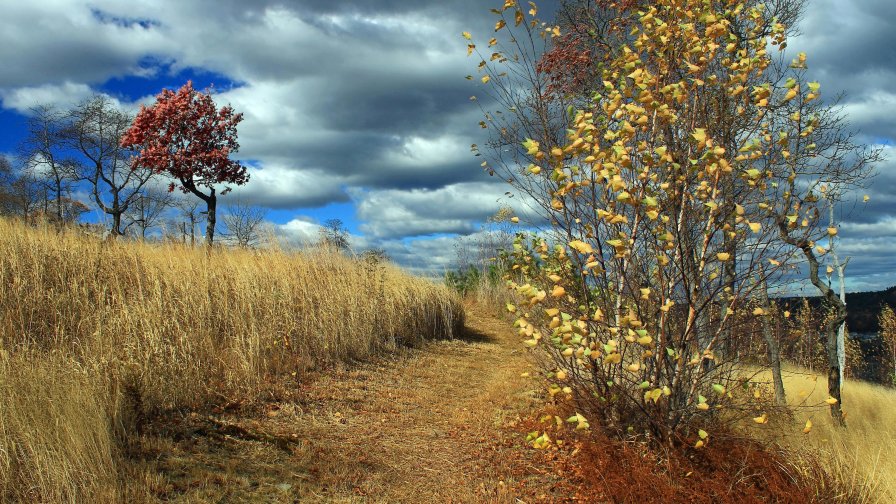 Beautiful Yellow Meadow Road and Single Tree