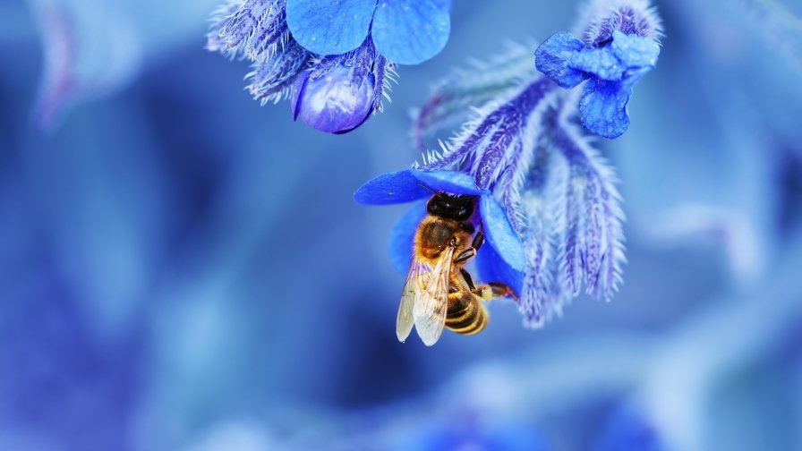 Bee on the Blue Flower Close Up