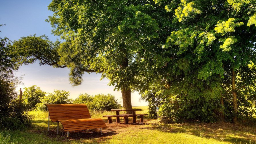 Bench and Table under Tree