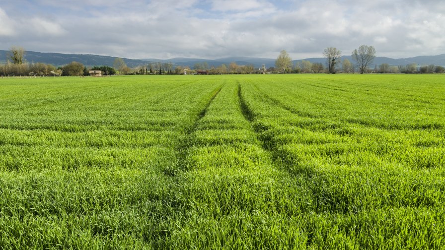 Big Green Field Forest and Village on the Horizon