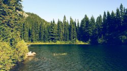 Big Lake in the Old Dense Forest