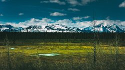 Big Old Forest and Mountains in Denali National Park in Alaska