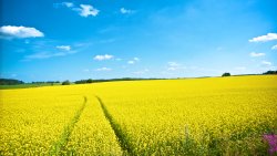 Big Yellow Field and Clear Sky